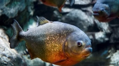 Ciekawe fakty o piranhah